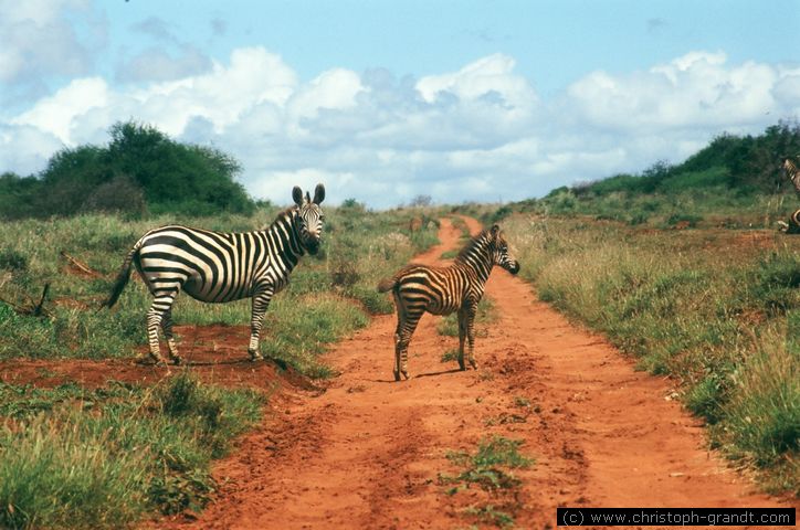 outside of Amboseli National Park