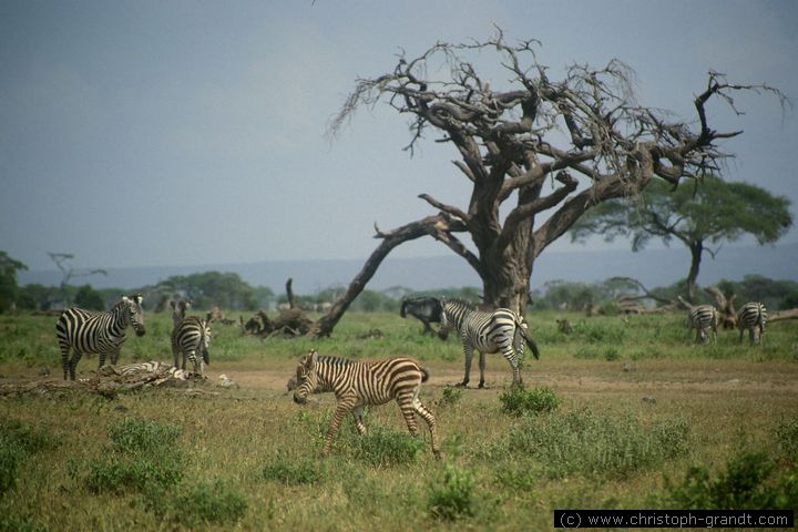 zebras, Amboseli National Park