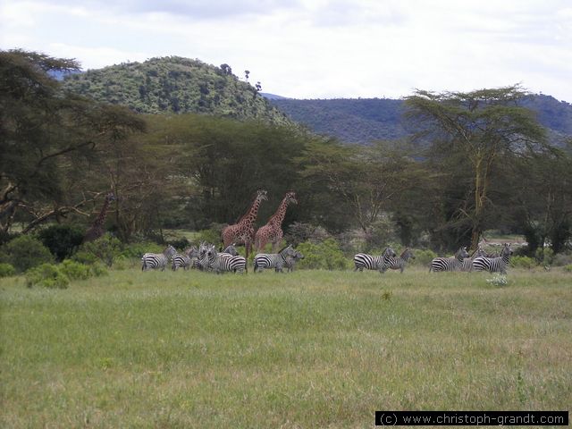 giraffes and zebras near Crater Lake