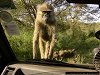 baboon chief, Nairobi National Park
