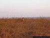 cheetah in evening sun, Nairobi National Park