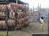 Fish processing cooperative, Mbita