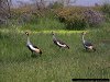 on the shores of Lake Baringo