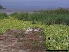 surprise crocodile, Lake Baringo