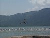 Flamingos, Lake Bogoria