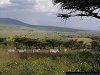 Zebras, Maaleva River Park