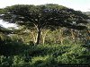 acacias, Maaleva River Park