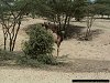 curious camels on the way from Lokichar to Lodwar