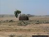 Turkana hut