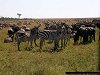 gnus and zebras freely mixing, Masai Mara