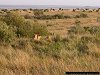 lion cubs, Masai Mara