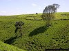 tee plantation, north of Nairobi