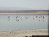 flamingos, Lake Magadi