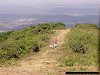 herdsman, Ngong Hills