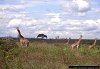 giraffes and Nairobi skyline, Nairobi National Park