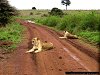 Lions in Nairobi National Park