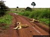 Lions in Nairobi National Park