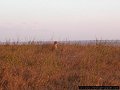 cheetah in evening sun, Nairobi National Park
