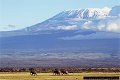 Kilimanjaro and elephants, Amboseli National Park