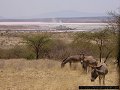 Magadi Soda Factory in the background