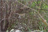 01_Rift_Valley-Lake_Baringo_Maralal_11