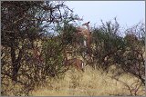 11_Kalacha-Marsabit_Samburu_Park-Nairobi_11