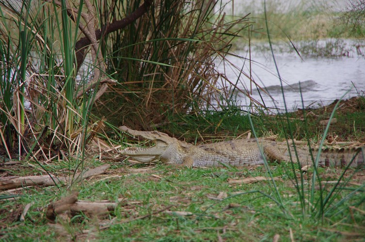 01_Rift_Valley-Lake_Baringo_Maralal_07