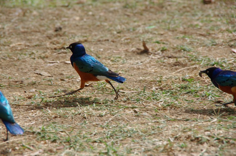 01_Rift_Valley-Lake_Baringo_Maralal_12