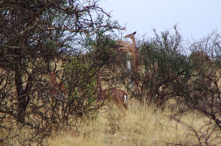 11_Kalacha-Marsabit_Samburu_Park-Nairobi_11