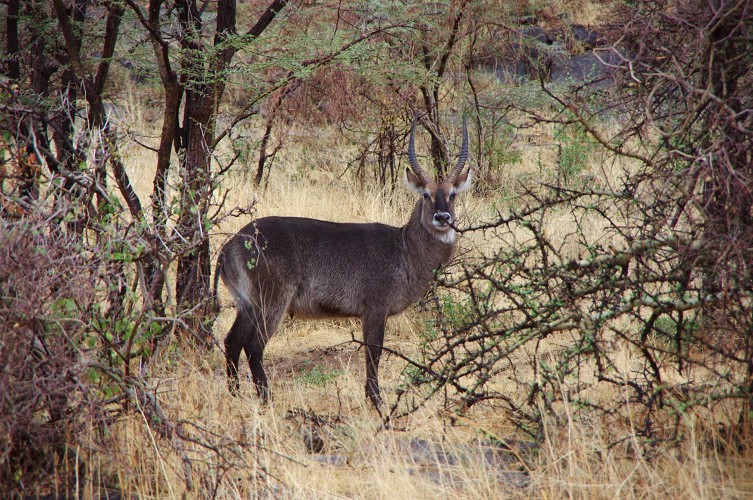 11_Kalacha-Marsabit_Samburu_Park-Nairobi_12