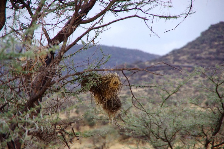 11_Kalacha-Marsabit_Samburu_Park-Nairobi_13