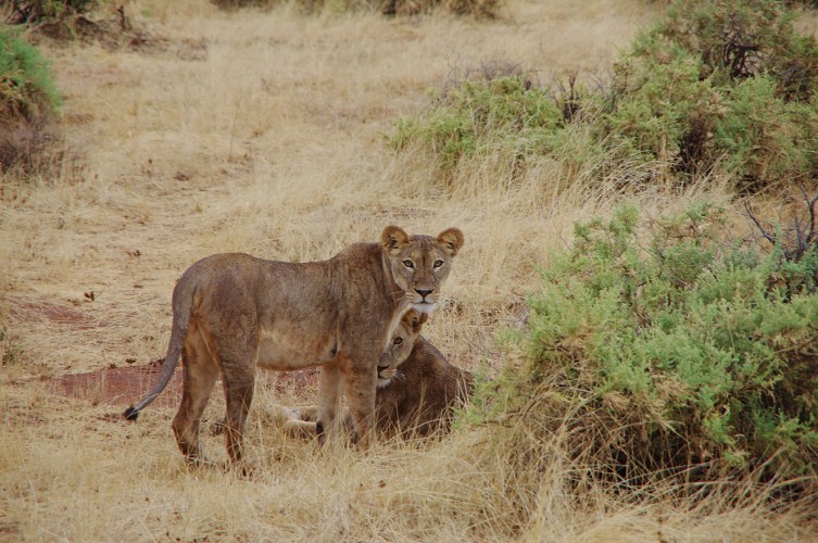 11_Kalacha-Marsabit_Samburu_Park-Nairobi_16