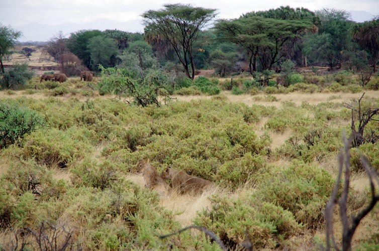 11_Kalacha-Marsabit_Samburu_Park-Nairobi_18