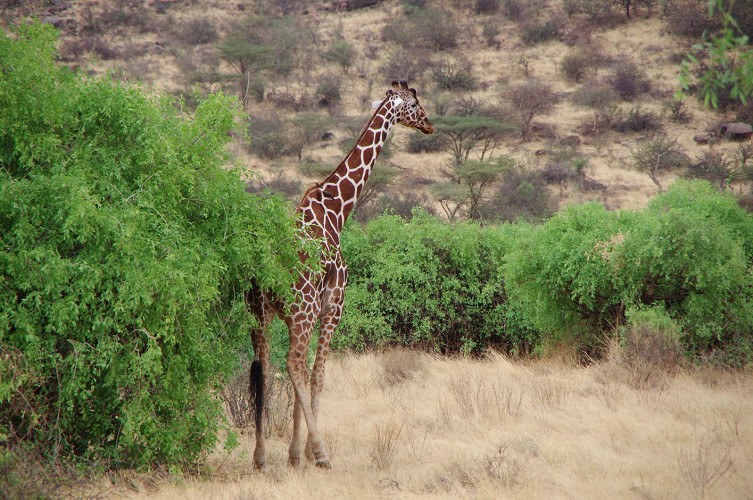 11_Kalacha-Marsabit_Samburu_Park-Nairobi_35