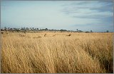 Cabinda(Angola)-Congo-Kenya_065