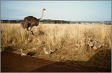 Cabinda(Angola)-Congo-Kenya_110