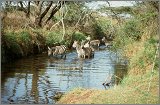 Cabinda(Angola)-Congo-Kenya_115