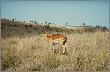 Cabinda(Angola)-Congo-Kenya_119