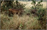 Cabinda(Angola)-Congo-Kenya_131