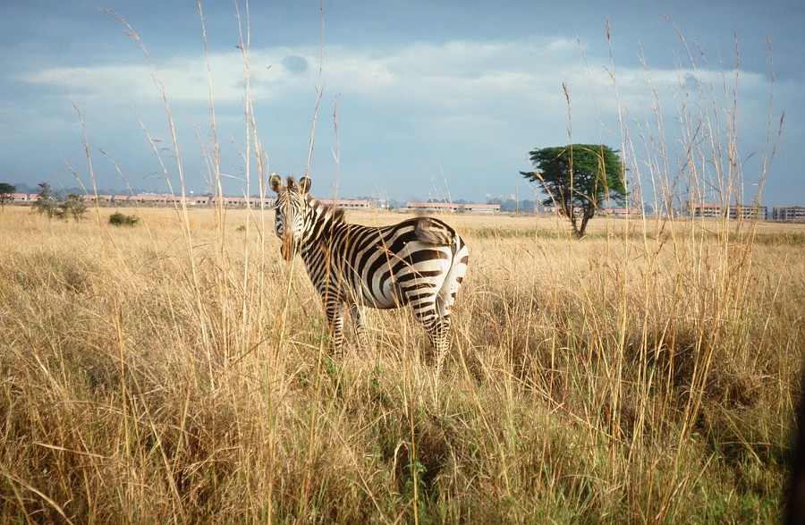 Cabinda(Angola)-Congo-Kenya_067