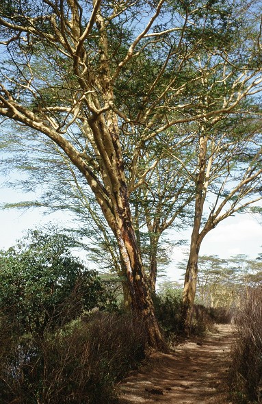 Cabinda(Angola)-Congo-Kenya_091