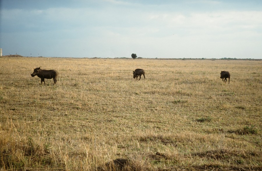 Cabinda(Angola)-Congo-Kenya_106