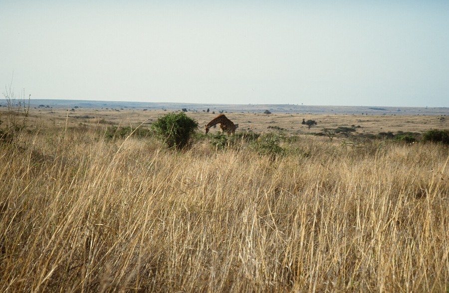 Cabinda(Angola)-Congo-Kenya_111