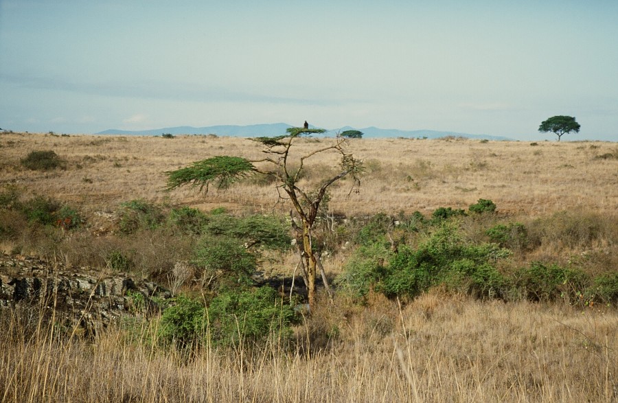 Cabinda(Angola)-Congo-Kenya_114