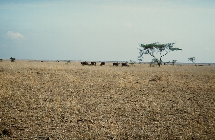 Cabinda(Angola)-Congo-Kenya_117