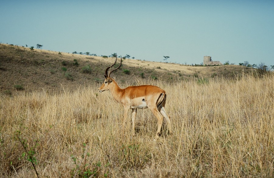 Cabinda(Angola)-Congo-Kenya_119