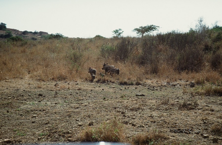 Cabinda(Angola)-Congo-Kenya_122