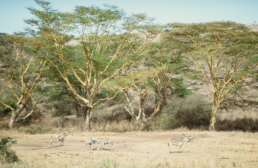 Cabinda(Angola)-Congo-Kenya_123