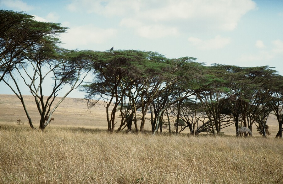 Cabinda(Angola)-Congo-Kenya_126