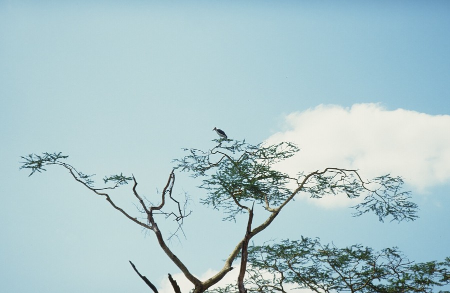 Cabinda(Angola)-Congo-Kenya_127